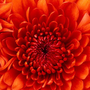 Meet your Posher, Helter